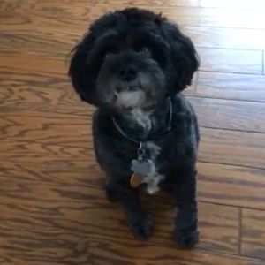 Meet your Posher, Javier